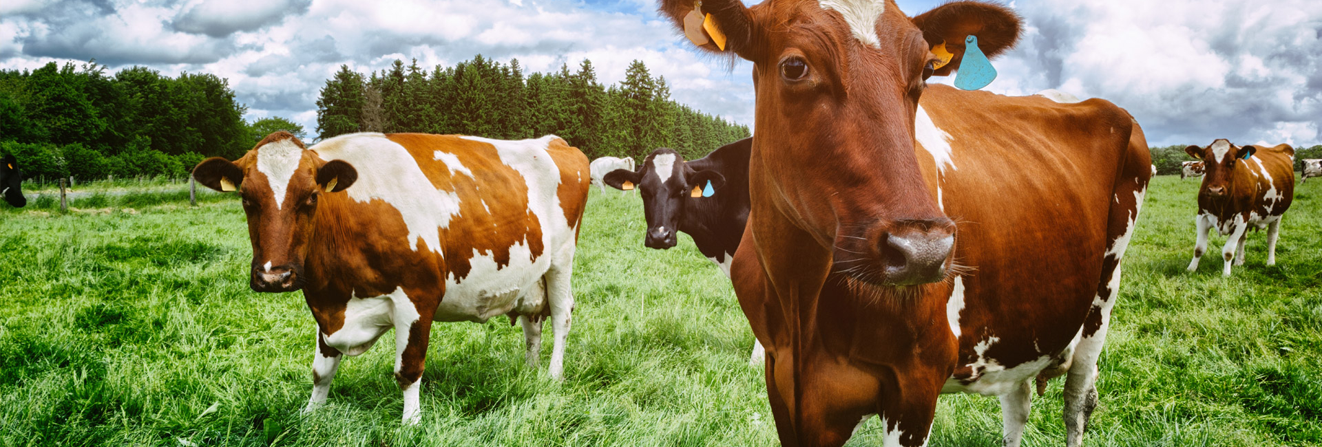 Free Range Cows
