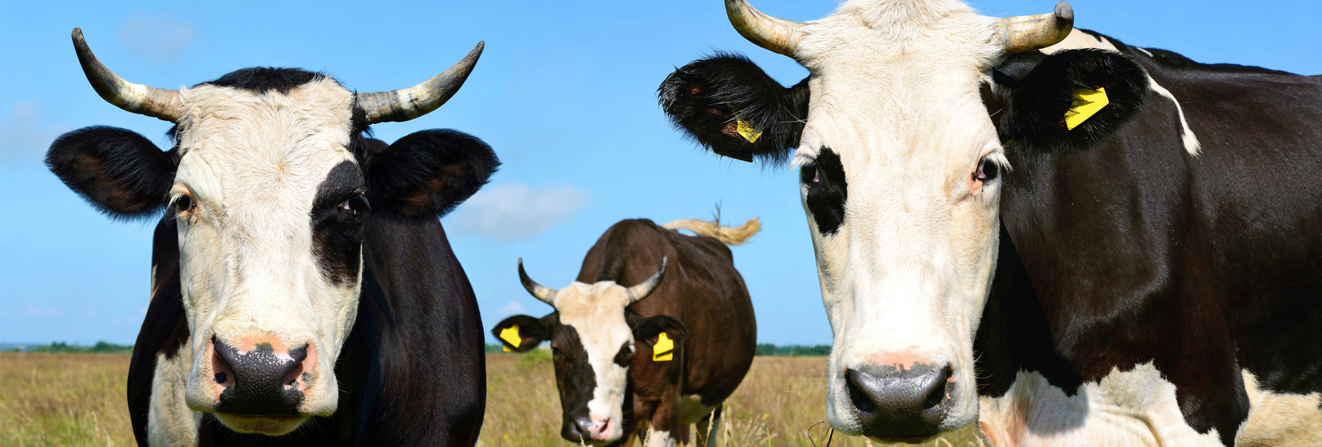 Animal Husbandry
