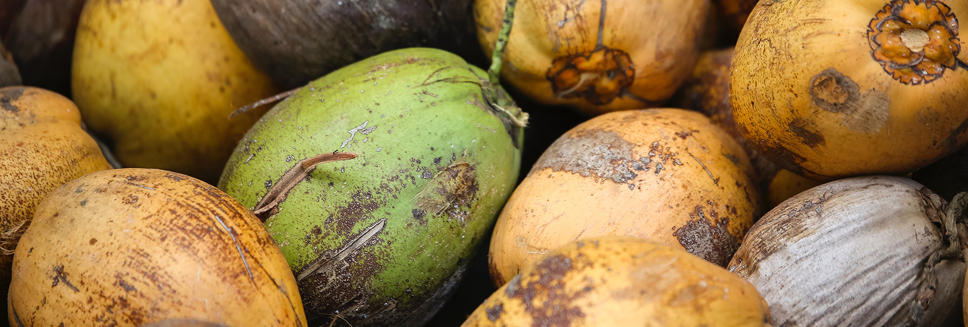 Reducing Food Spoilage. Photo by Max Lakutin on Unsplash