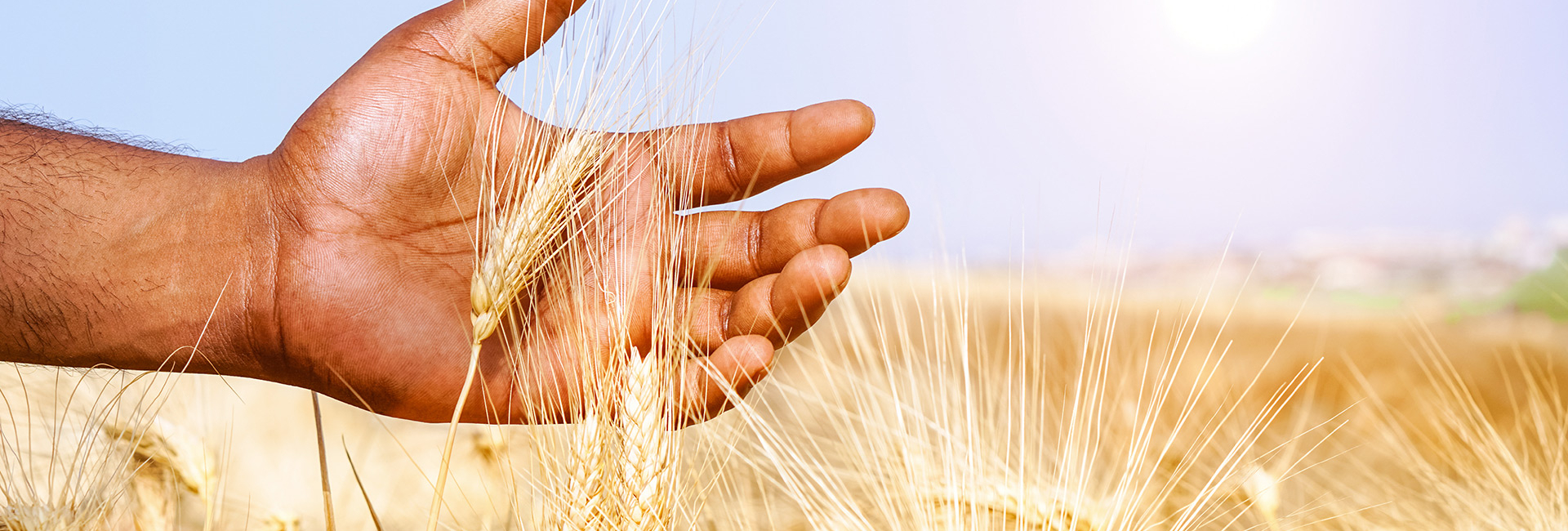World Food Day