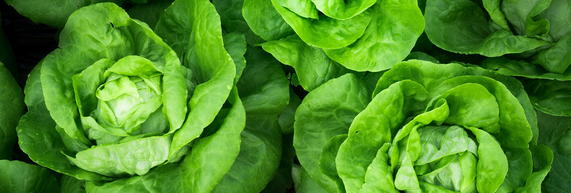 Cabbage