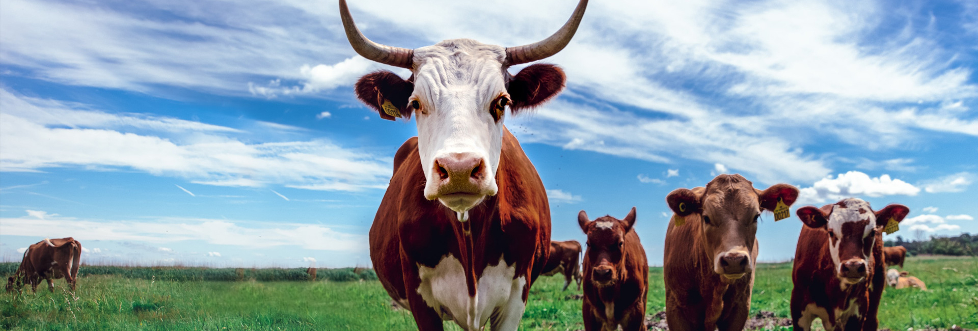 Cows in field