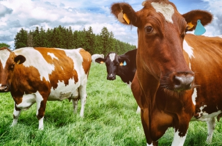 Free Range Cows