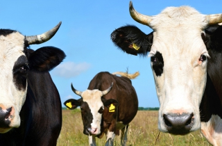 Animal Husbandry