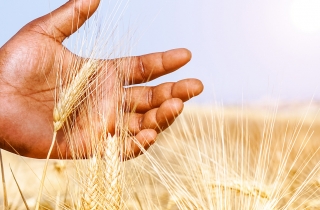 World Food Day