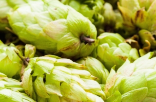 Herb of the Year: Hops Humulus ssp