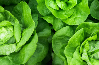 Cabbage