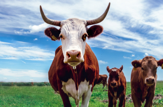 Cows in field