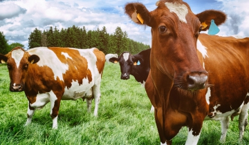 Free Range Cows