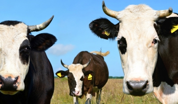 Animal Husbandry