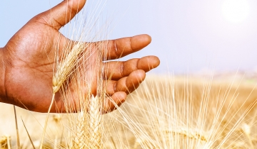 World Food Day