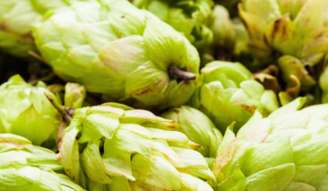 Herb of the Year: Hops Humulus ssp