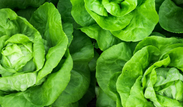 Cabbage